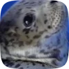 Стикер 13 Seal