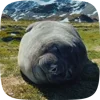 Стикер 19 Seal