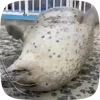 Стикер 33 Seal