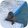 Стикер 15 Seal