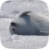 Стикер 24 Seal