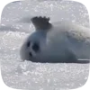 Стикер 26 Seal