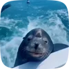 Стикер 9 Seal