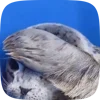 Стикер 17 Seal