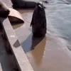 Стикер 56 Seal