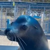 Стикер 42 Seal