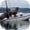 Стикер 20 Seal