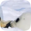 Стикер 39 Seal