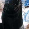Стикер 46 Seal