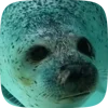 Стикер 25 Seal