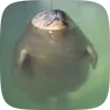 Стикер 3 Seal