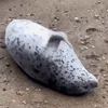 Стикер 59 Seal