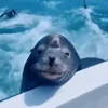 Стикер 45 Seal