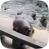 Стикер 29 Seal