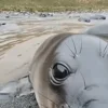 Стикер 49 Seal