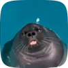 Стикер 18 Seal
