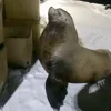 Стикер 47 Seal
