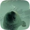 Стикер 6 Seal