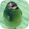 Стикер 4 Seal