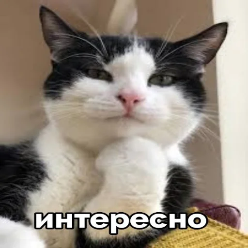 😏 Стикер «seals 2» для Telegram