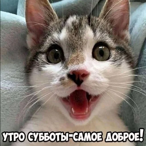 ☺️ Стикер «seals 2» для Telegram