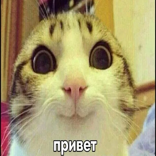 Стикерпак seals 2 для Telegram