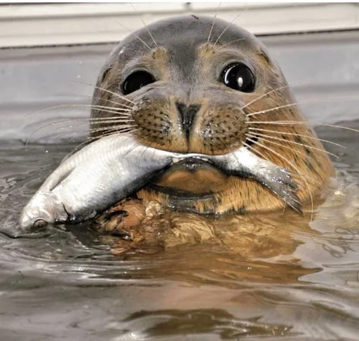 🐟 Стикер «seals4life» для Telegram
