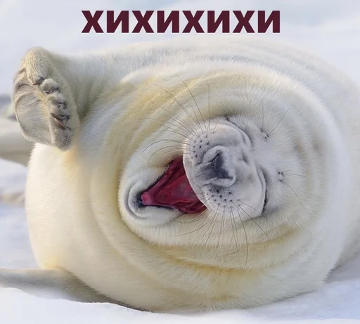 🤭 Стикер «seals4life» для Telegram