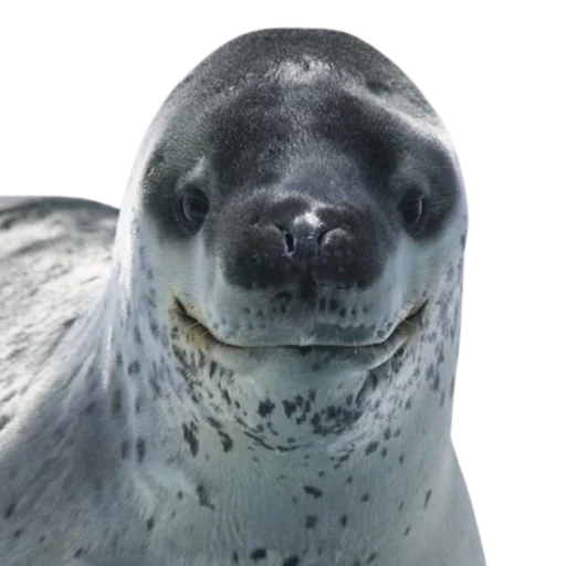 🙂 Стикер «seals4life» для Telegram