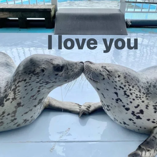 ❣️ Стикер «seals4life» для Telegram