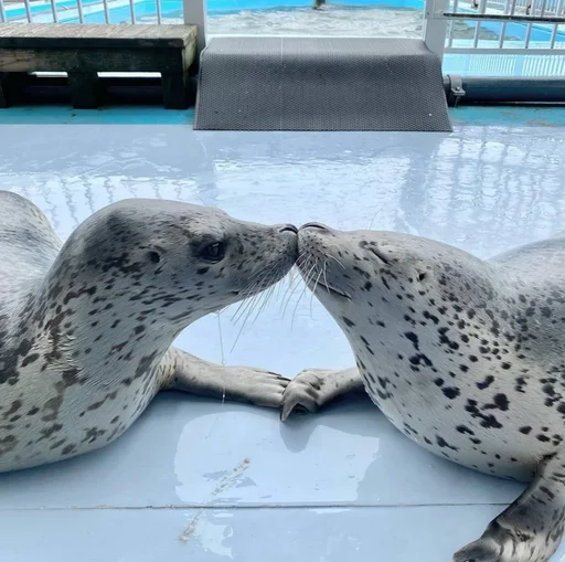 💋 Стикер «seals4life» для Telegram