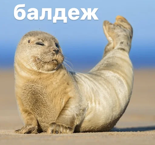 👍 Стикер «seals4life» для Telegram