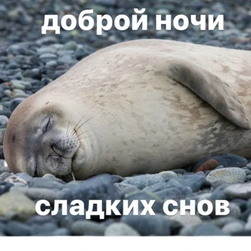 🌚 Стикер «seals4life» для Telegram