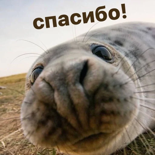🙏 Стикер «seals4life» для Telegram