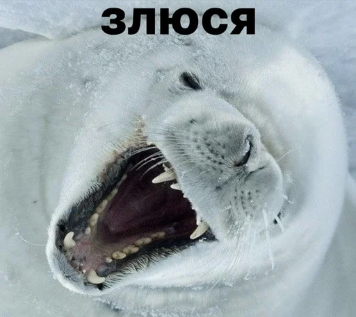 😡 Стикер «seals4life» для Telegram