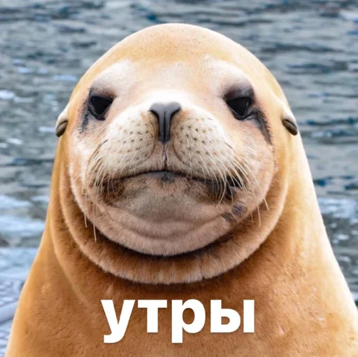 😕 Стикер «seals4life» для Telegram
