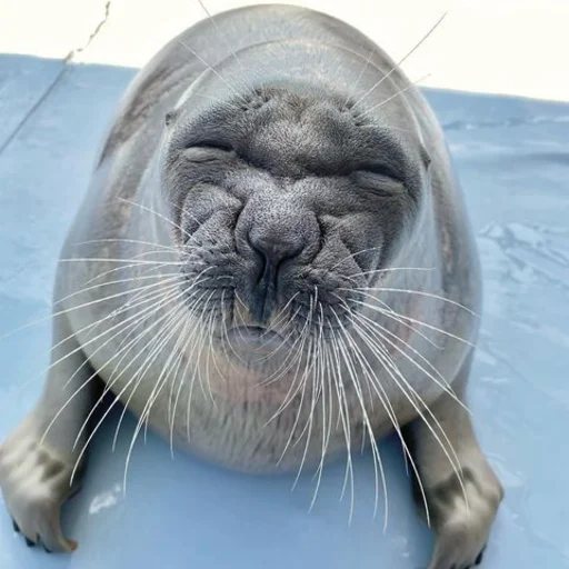 😠 Стикер «seals4life» для Telegram