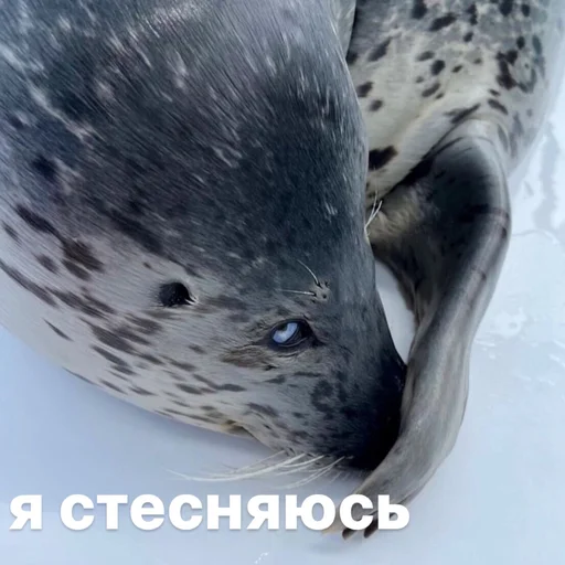 ☺️ Стикер «seals4life» для Telegram