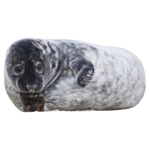 🤔 Стикер «seals4life» для Telegram