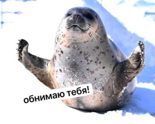 🤗 Стикер «seals4life» для Telegram