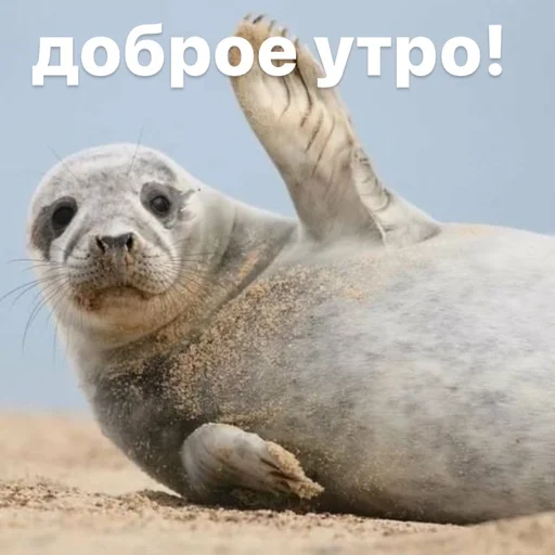 ☀️ Стикер «seals4life» для Telegram