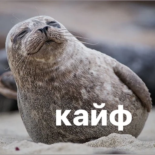 😌 Стикер «seals4life» для Telegram