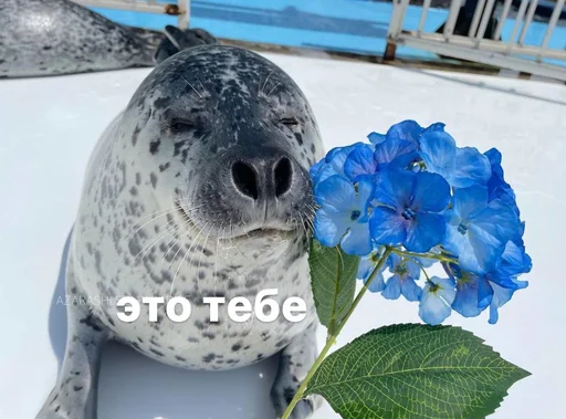 🌸 Стикер «seals4life» для Telegram