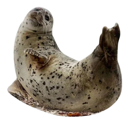🍌 Стикер «seals4life» для Telegram
