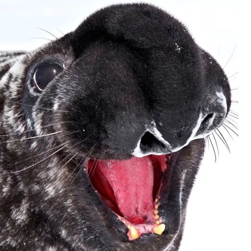 😂 Стикер «seals4life» для Telegram