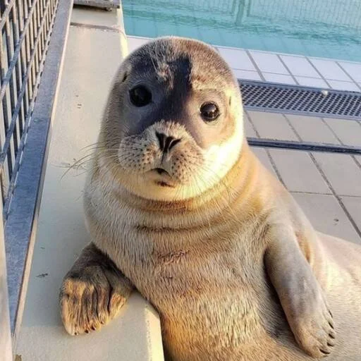 😑 Стикер «seals4life» для Telegram