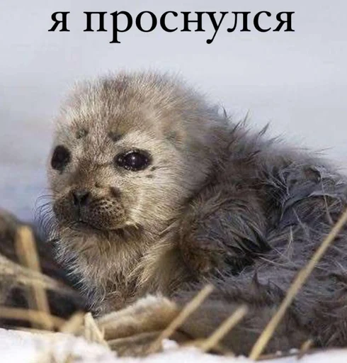 😒 Стикер «seals4life» для Telegram
