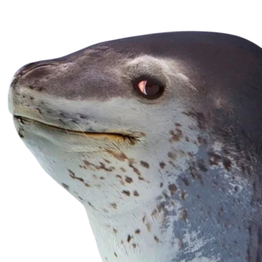 👀 Стикер «seals4life» для Telegram