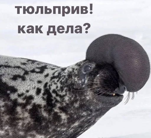 👋 Стикер «seals4life» для Telegram