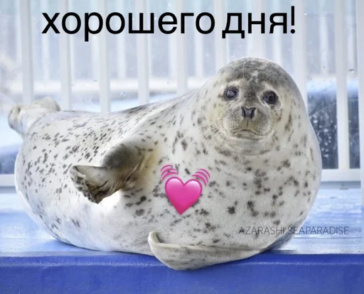 🌸 Стикер «seals4life» для Telegram